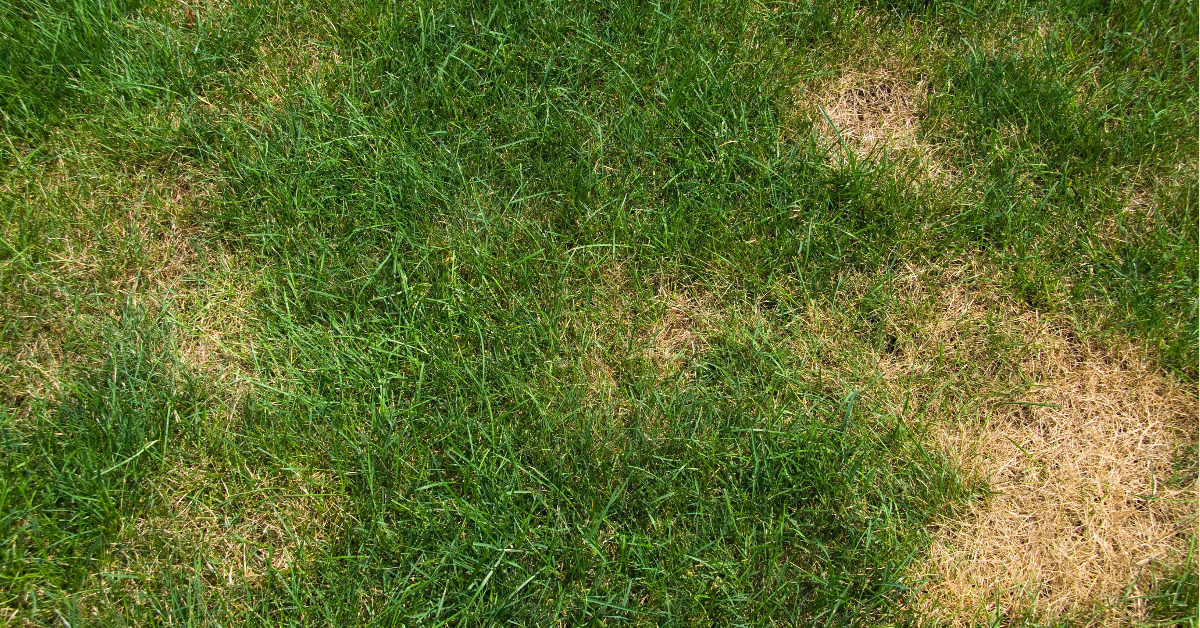 Common Types of Lawn Fungus - Bluegrass Lawn Service