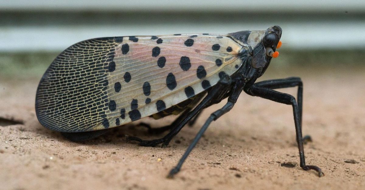 Spotted Lanternflies - Blue Grass Lawn Care & Landscaping Service