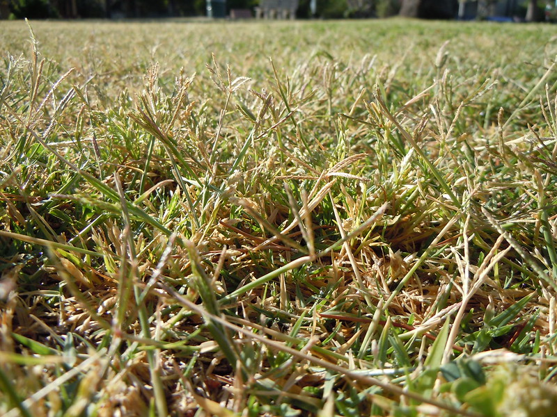 recovering-dormant-grass-after-winter-in-pa-nj