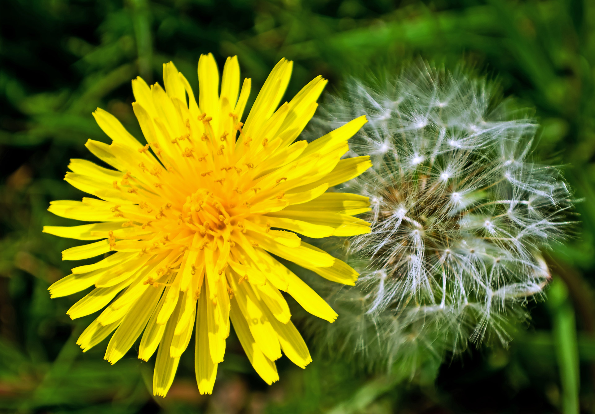 Managing And Controlling Dandelion Growth In PA NJ